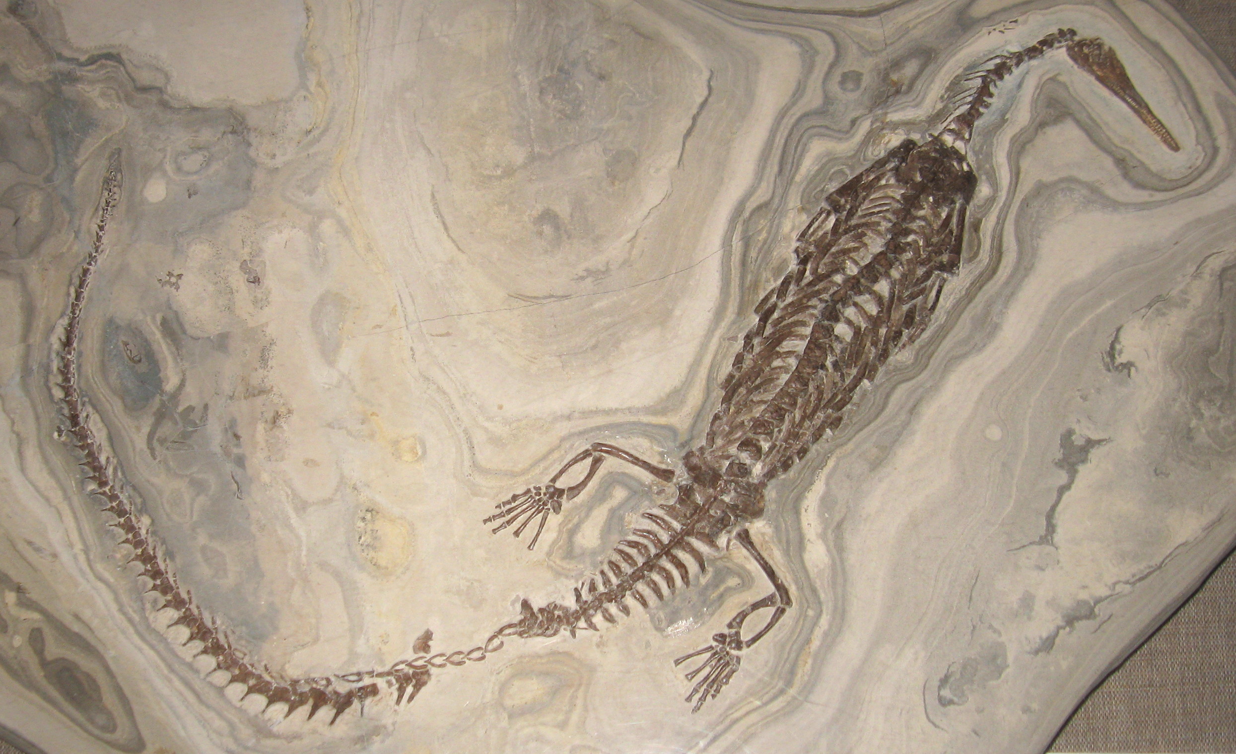 The Mesosaurus Mystery: A Freshwater Fossil's Tale (image credits: wikimedia)