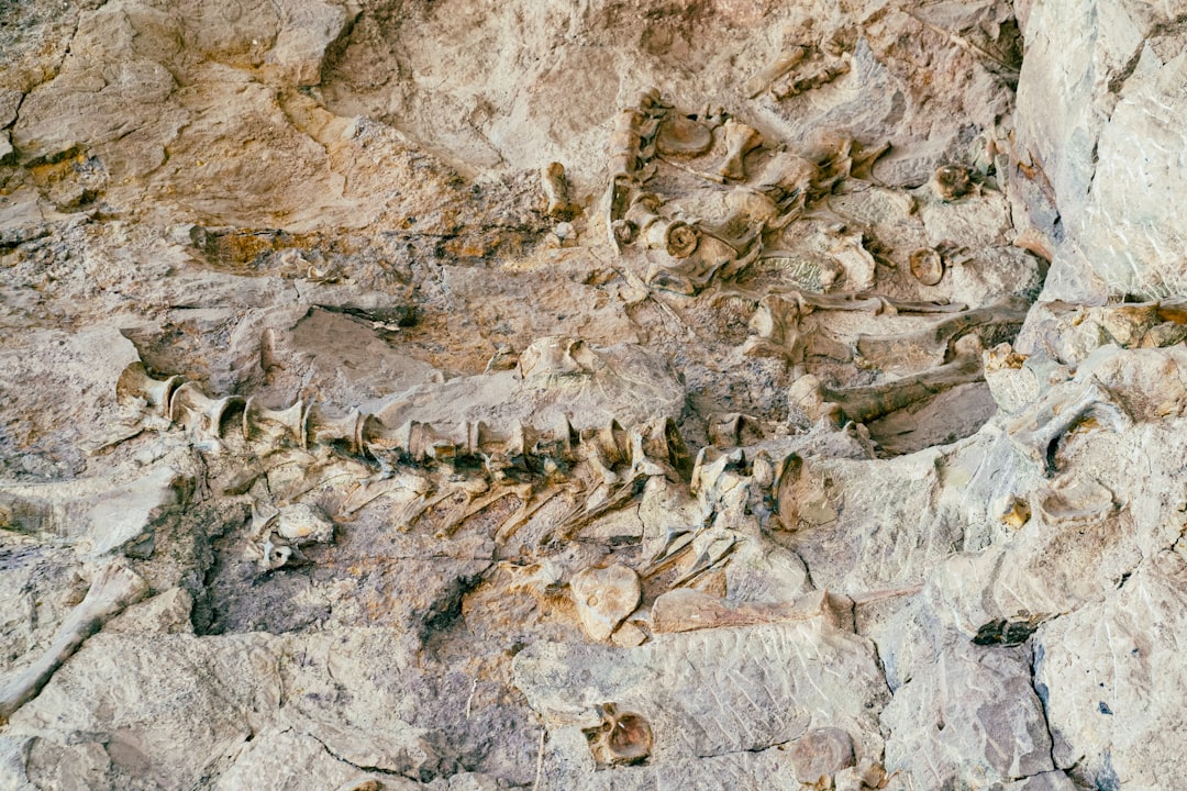 Australia's Polar Dinosaur Highway (image credits: unsplash)