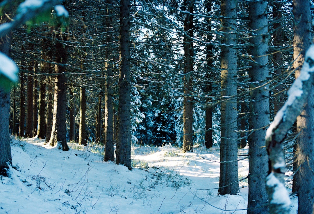 The Plant Life That Sustained Polar Giants (image credits: unsplash)