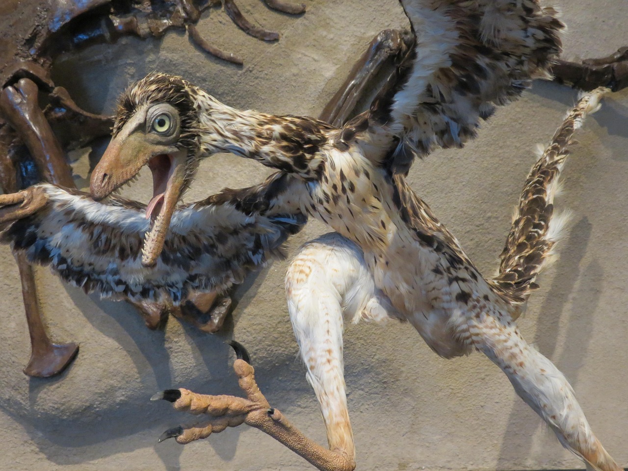 Feathers Before Flight: A Brilliant Evolutionary Strategy (image credits: pixabay)