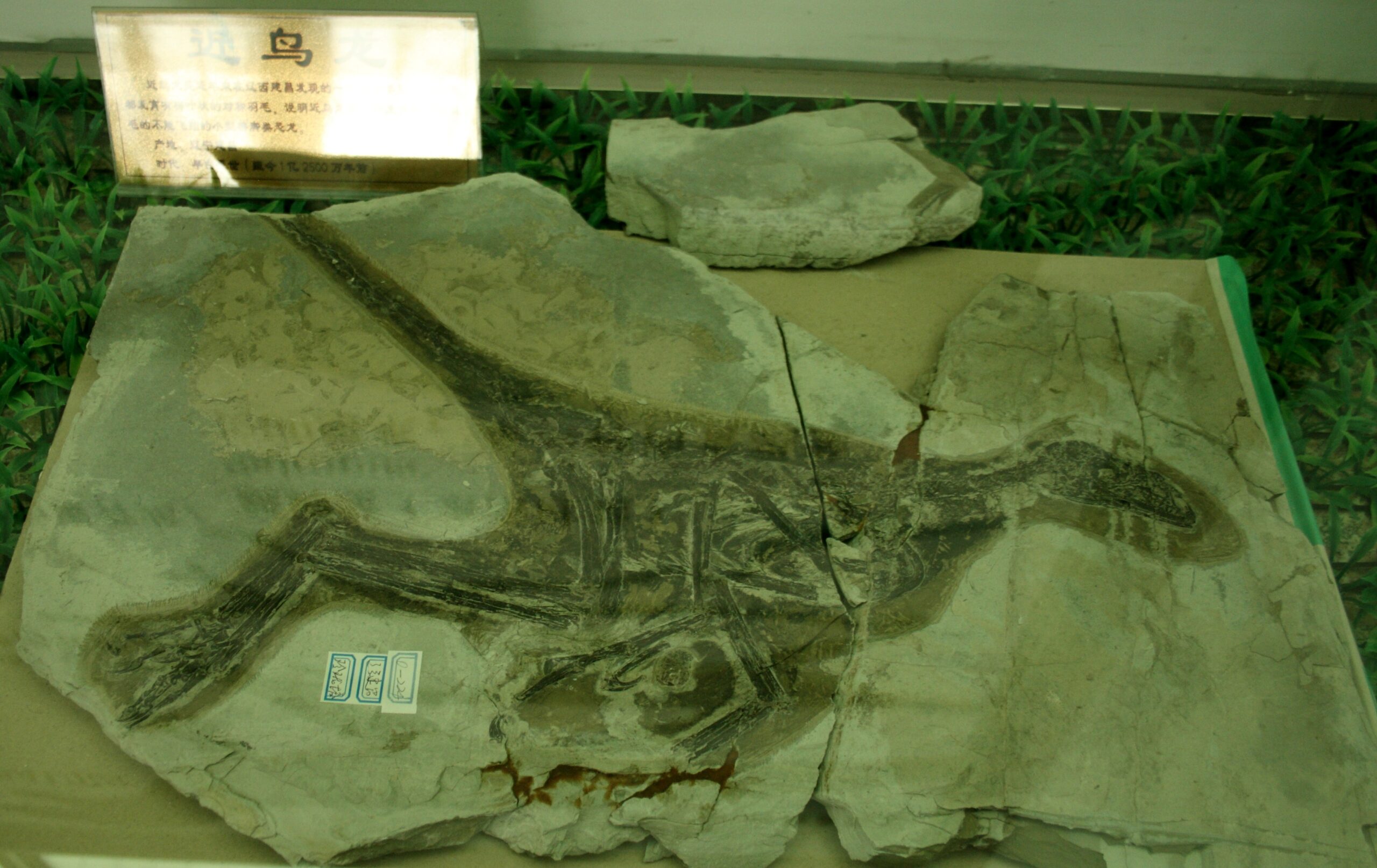 The Chinese Fossil Gold Rush (image credits: wikimedia)