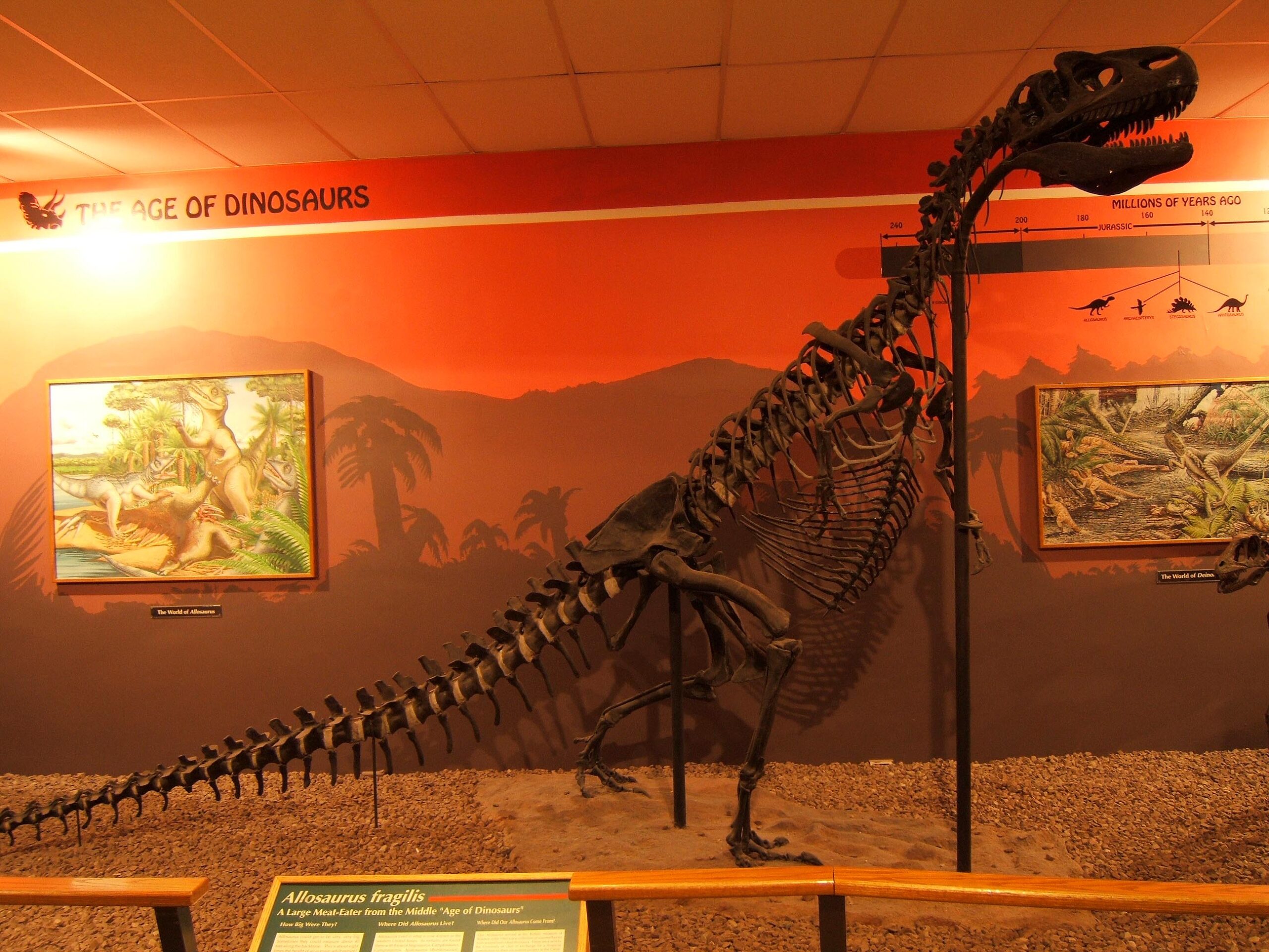 Hollow Bones: The Weight Loss Secret of the Ages (image credits: Allosaurus bones, CC BY 2.0, https://commons.wikimedia.org/w/index.php?curid=38390925)