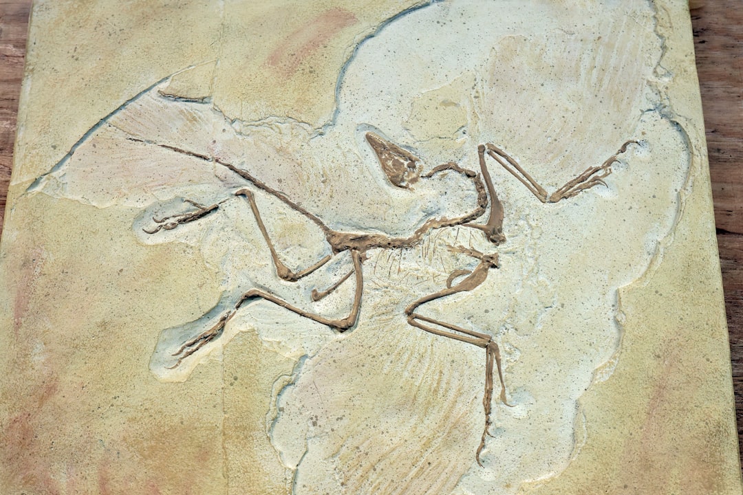 The Archaeopteryx Enigma (image credits: unsplash)