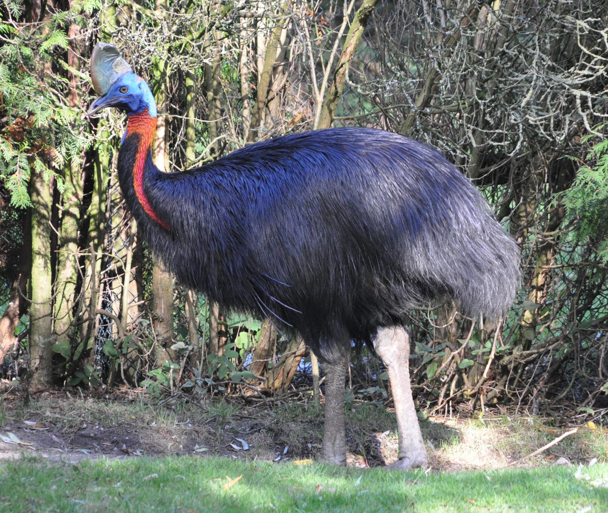 Living Dinosaurs Walk Among Us (image credits: By Quartl, CC BY-SA 3.0, https://commons.wikimedia.org/w/index.php?curid=8236009)
