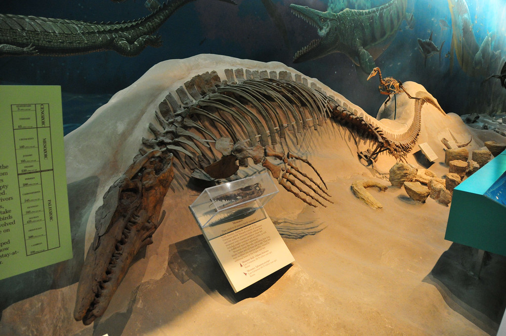 Mosasaurs: The Ocean's Ultimate Killers (image credits: flickr)