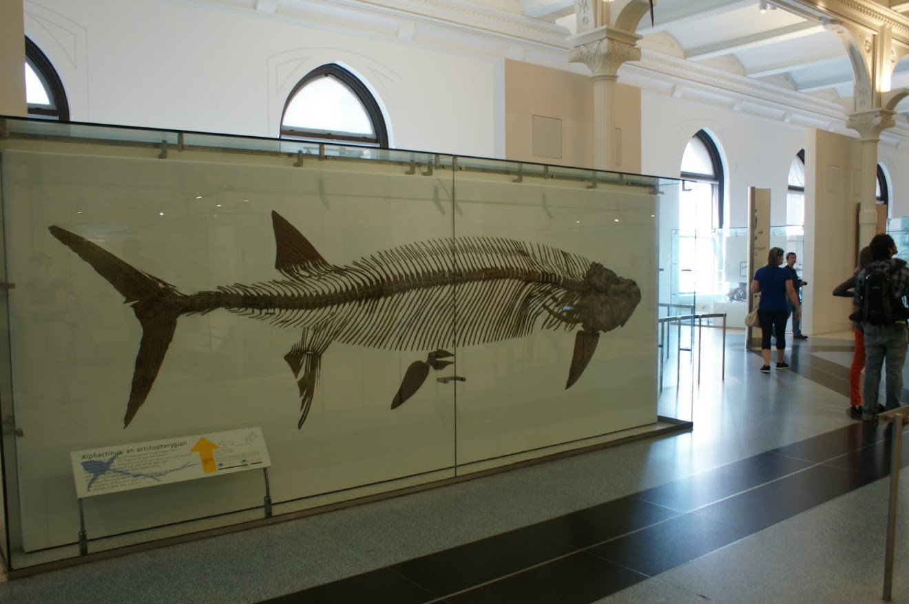 The Supporting Cast of Ocean Predators (image credits: By Valugi, CC BY-SA 3.0, https://commons.wikimedia.org/w/index.php?curid=26747864)