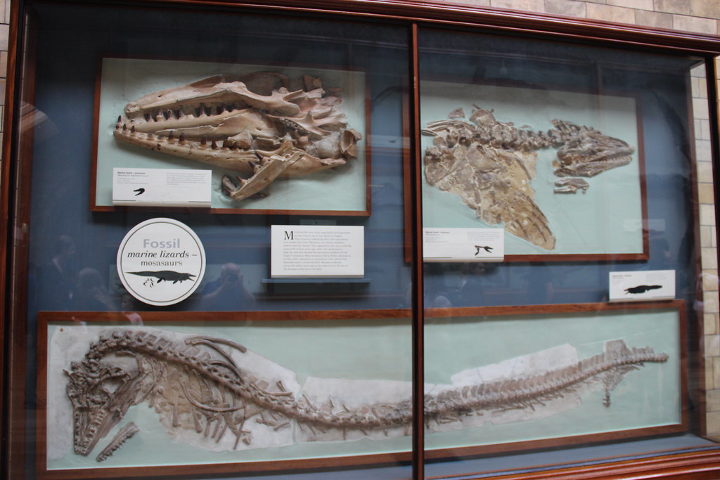 Legacy of the Ocean's Former Rulers (image credits: flickr)