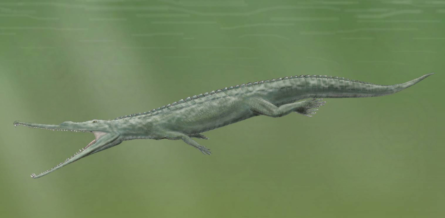 Phytosaurs: The Crocodile Look-alikes That Mastered Aquatic Hunting (image credits: By Smokeybjb, CC BY-SA 3.0, https://commons.wikimedia.org/w/index.php?curid=6552460)