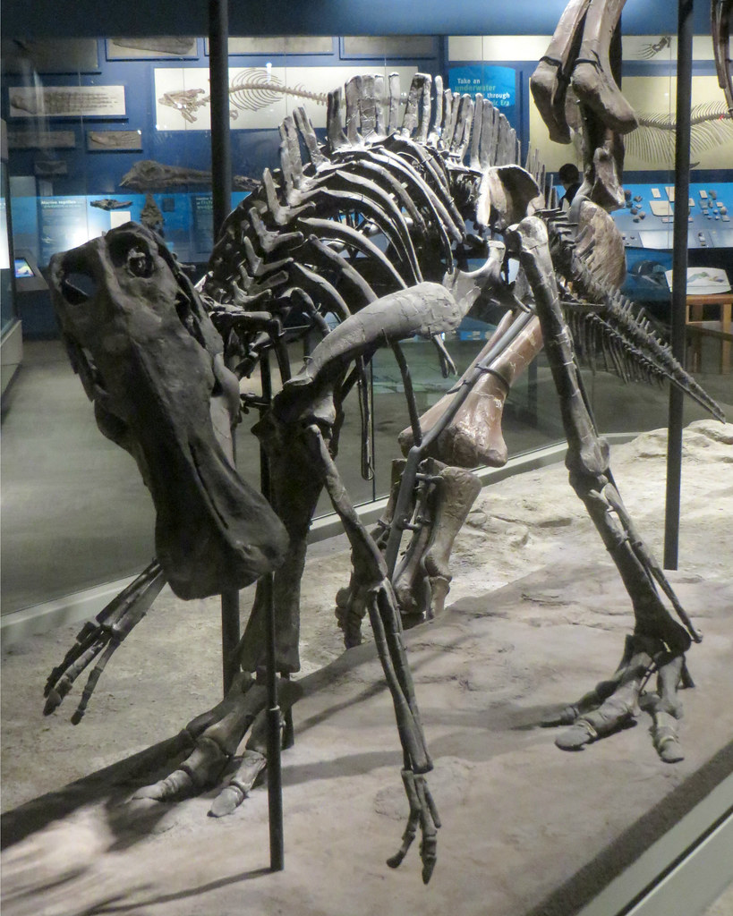 Unknown Hadrosaurs - Additional Duck-Bills (image credits: flickr)
