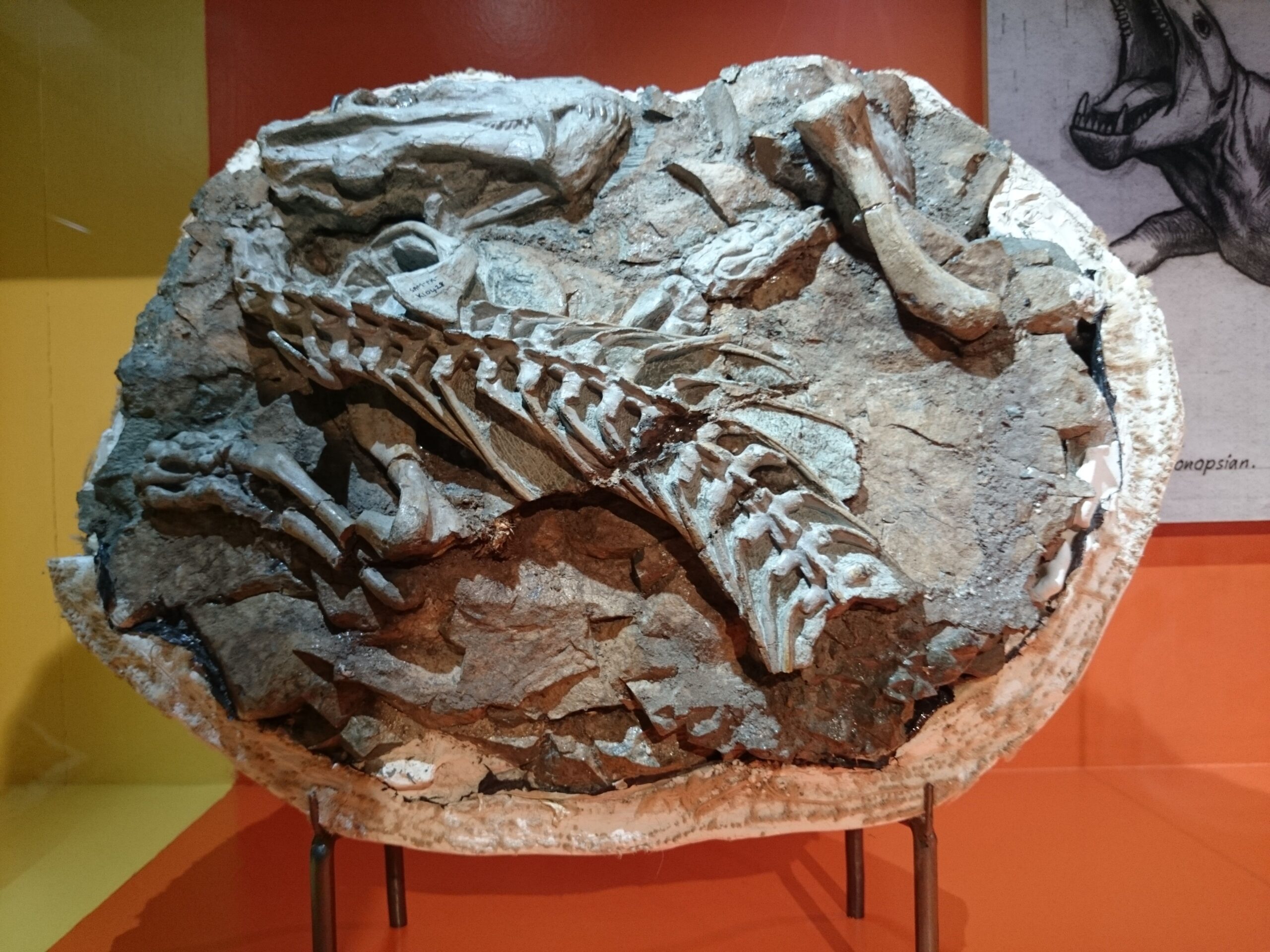 Fossil Evidence of Sleeping Behavior (image credits: wikimedia)