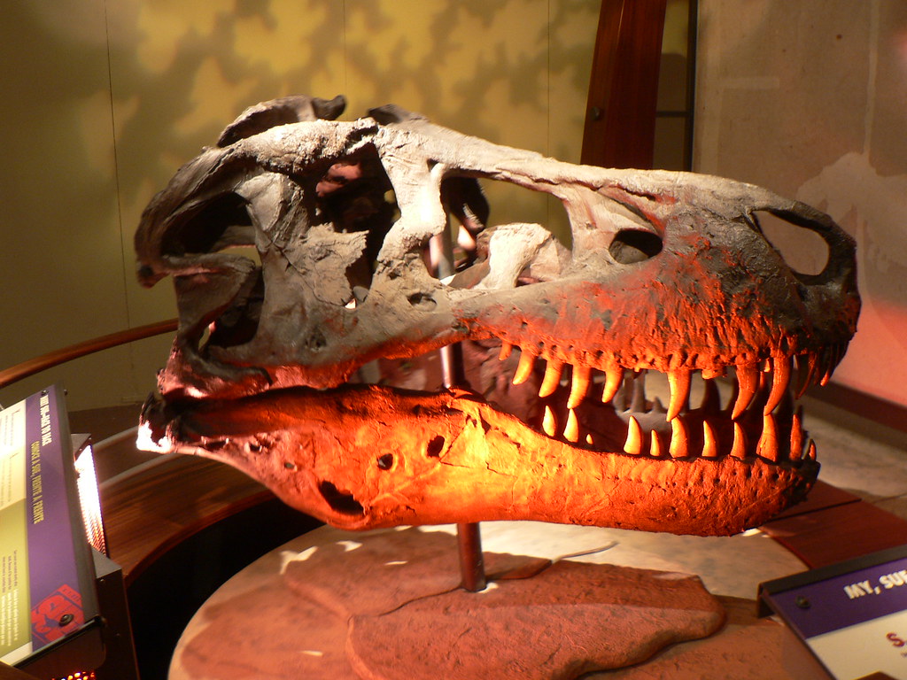 Massive Skull Designed for Impact (image credits: flickr)