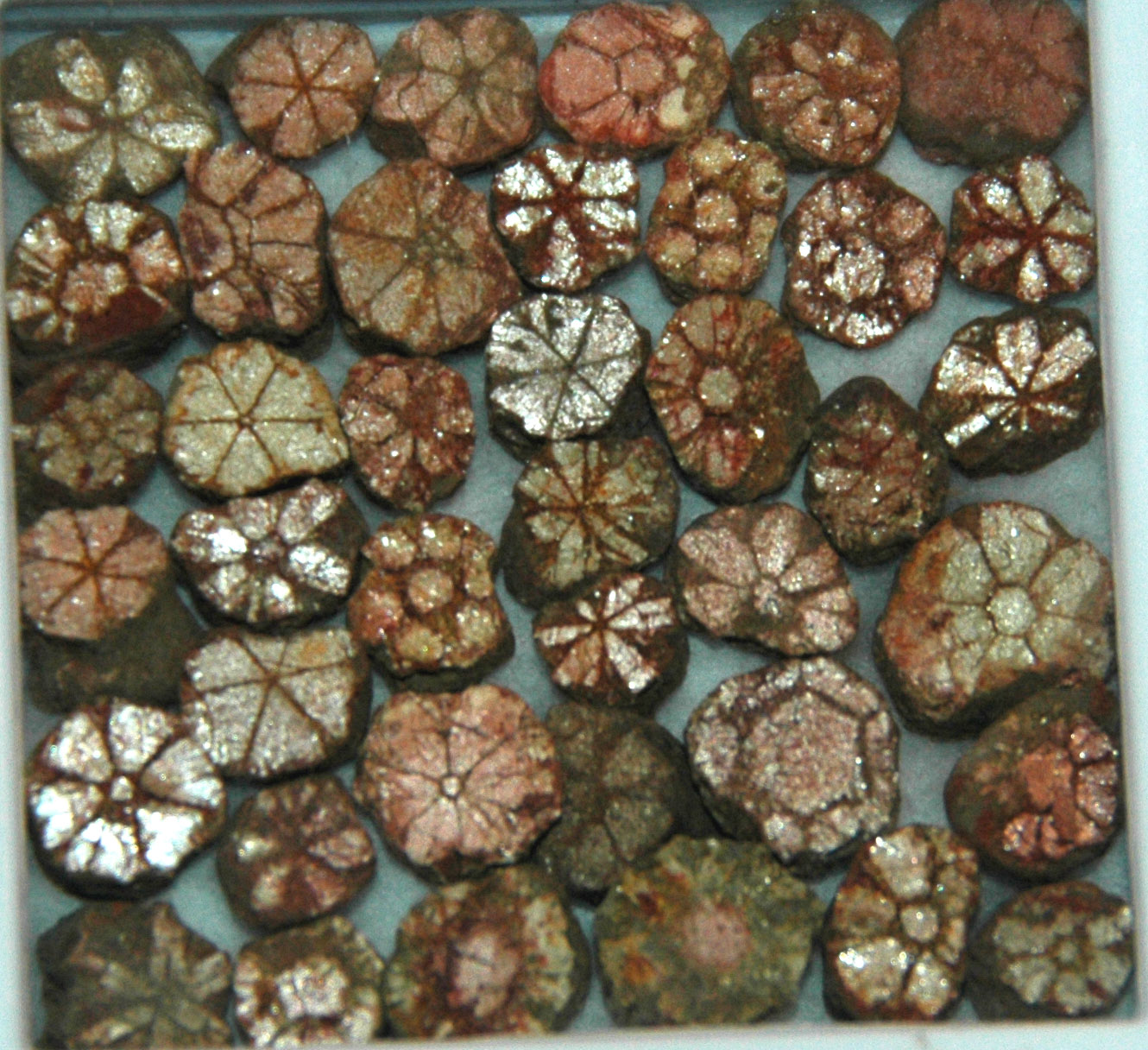 The Great Plant Revolution Begins (image credits: wikimedia)