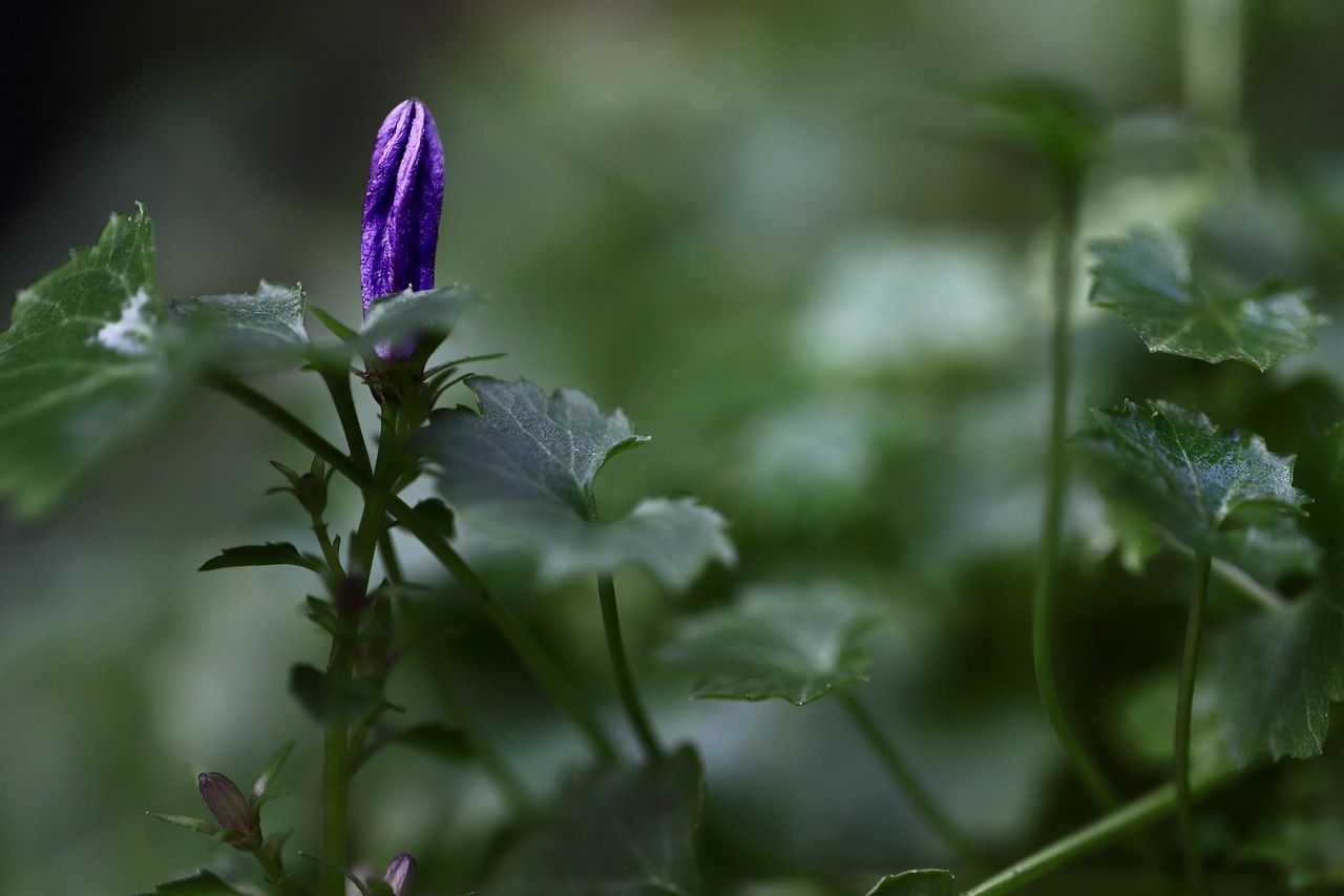 A Spectrum of Early Blooms (image credits: pixabay)