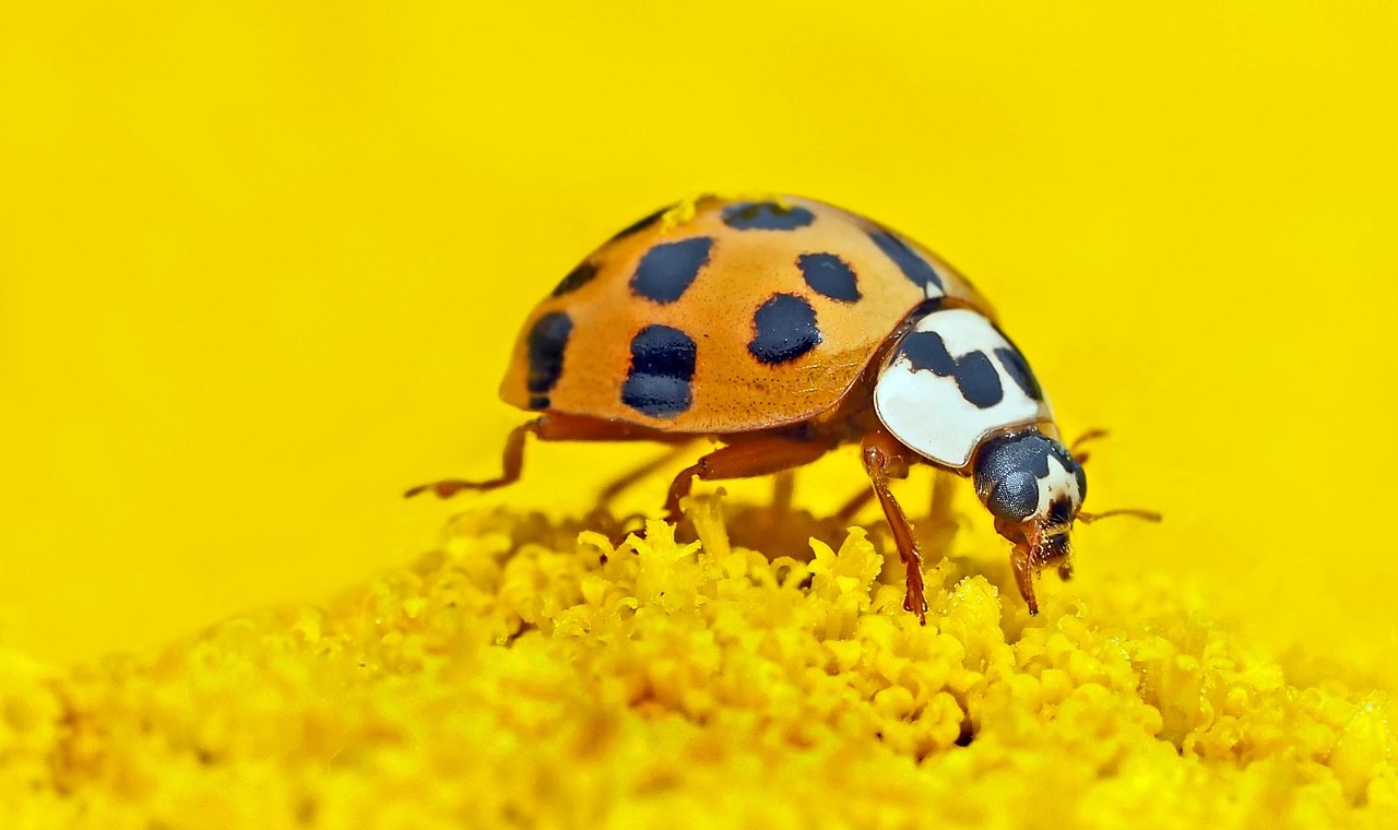 Ancient Partnerships: Flowers and Their First Pollinators (image credits: pixabay)