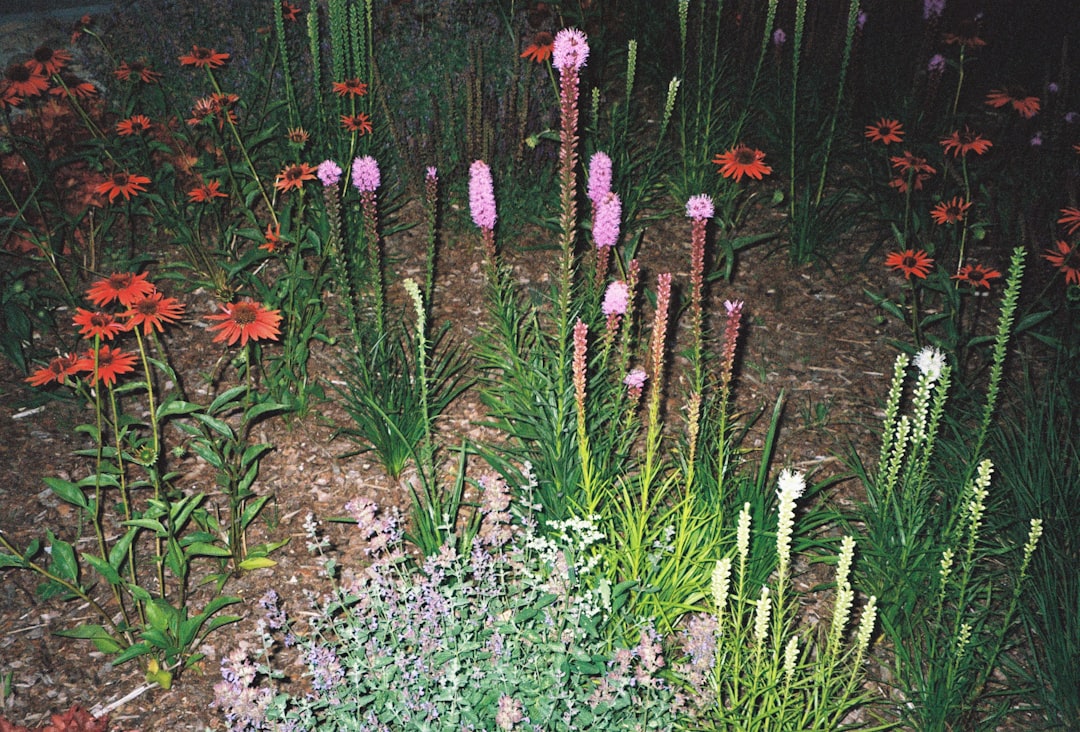 Legacy of the Flowering Revolution (image credits: unsplash)