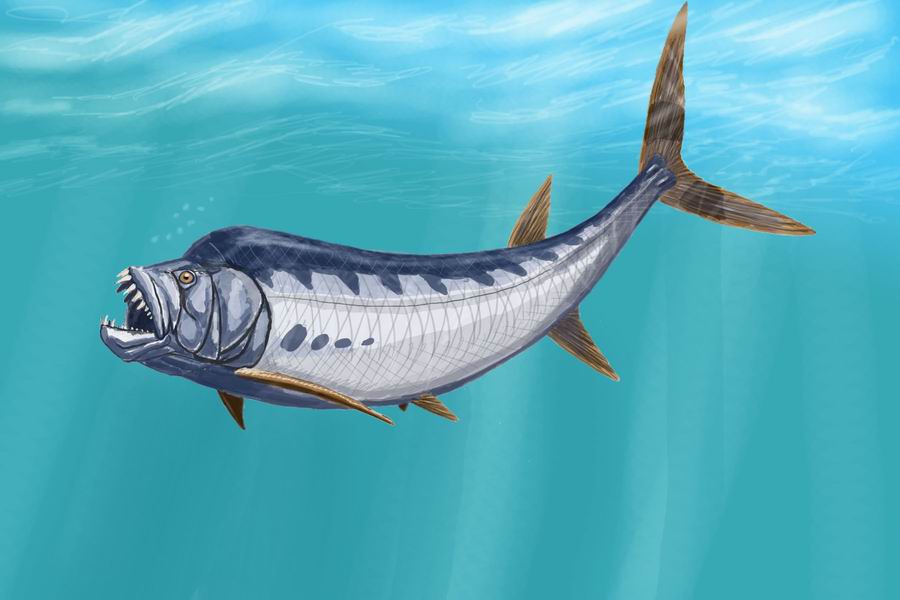 Lightning-Fast Death: Xiphactinus the Bulldog Fish (image credits: wikimedia)