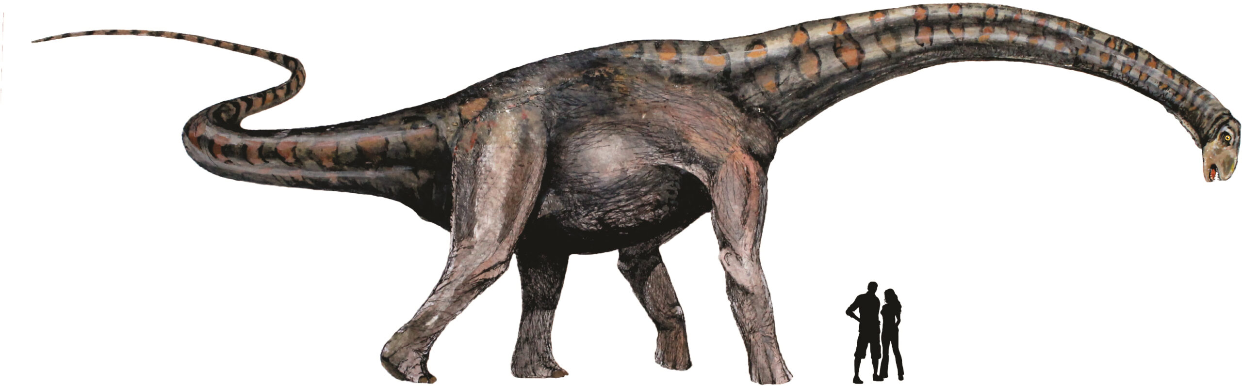 Notocolossus: The Fragmentary Titan (image credits: wikimedia)