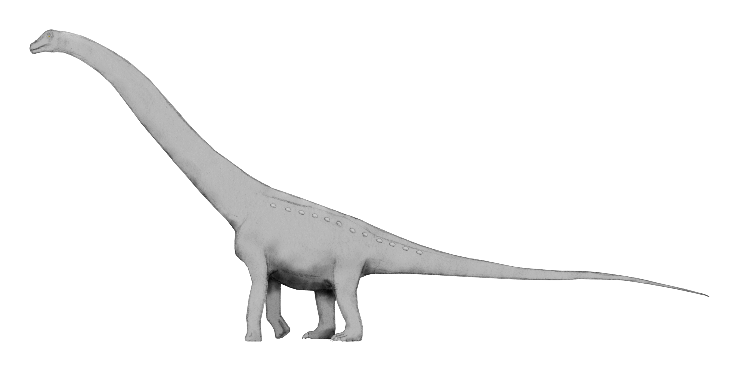 Puertasaurus: The Vertebrae That Rewrote the Textbooks (image credits: By User:Slate Weasel, Public domain, https://commons.wikimedia.org/w/index.php?curid=61728915)