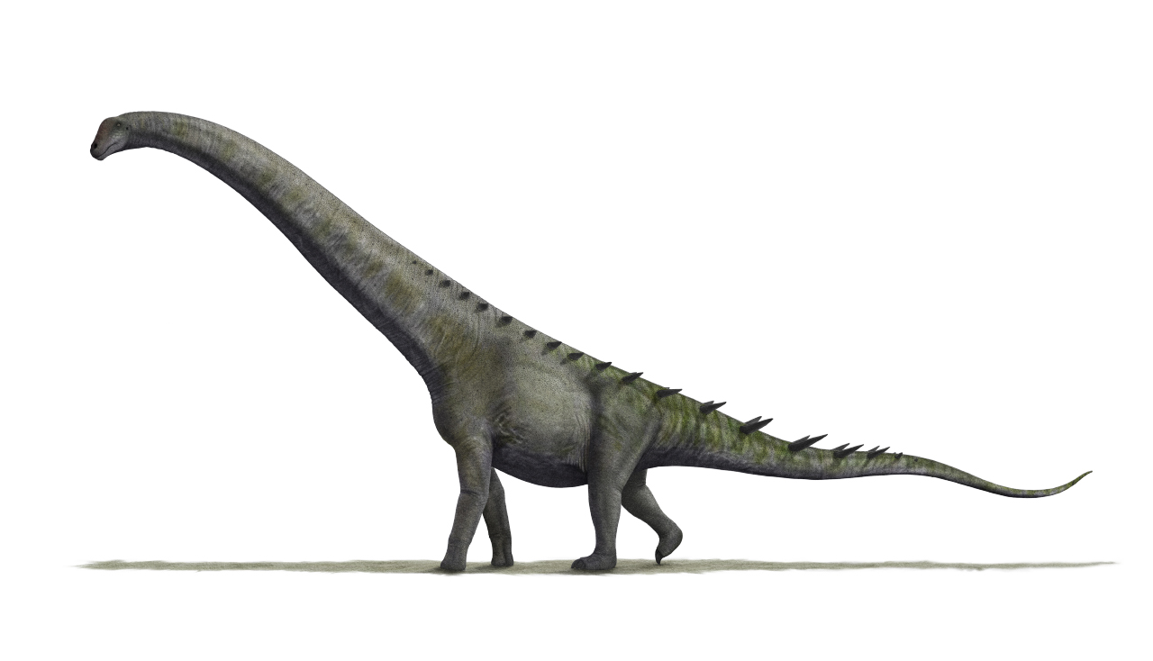 Futalognkosaurus: The Giant with the Complete Spine (image credits: By Nobu Tamura (http://spinops.blogspot.com), CC BY 3.0, https://commons.wikimedia.org/w/index.php?curid=19459728)