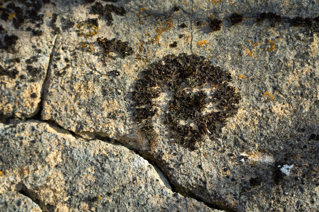 The Mysterious Appearance (image credits: unsplash)