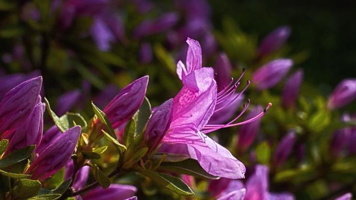 From Ferns to Flowers: The Cretaceous Shift That Changed Everything