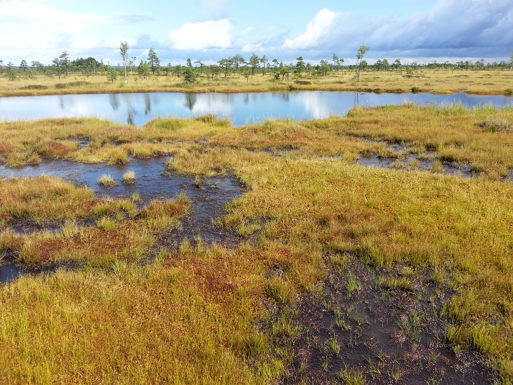 Nature's Perfect Preservation System (image credits: flickr)