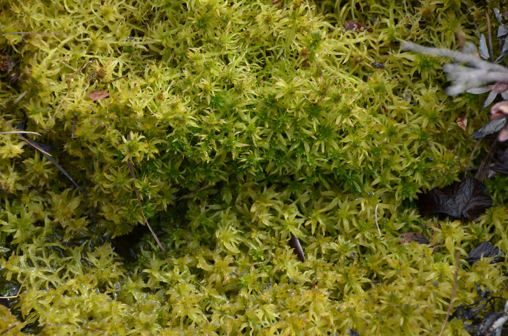 The Sphagnum Miracle Workers (image credits: flickr)