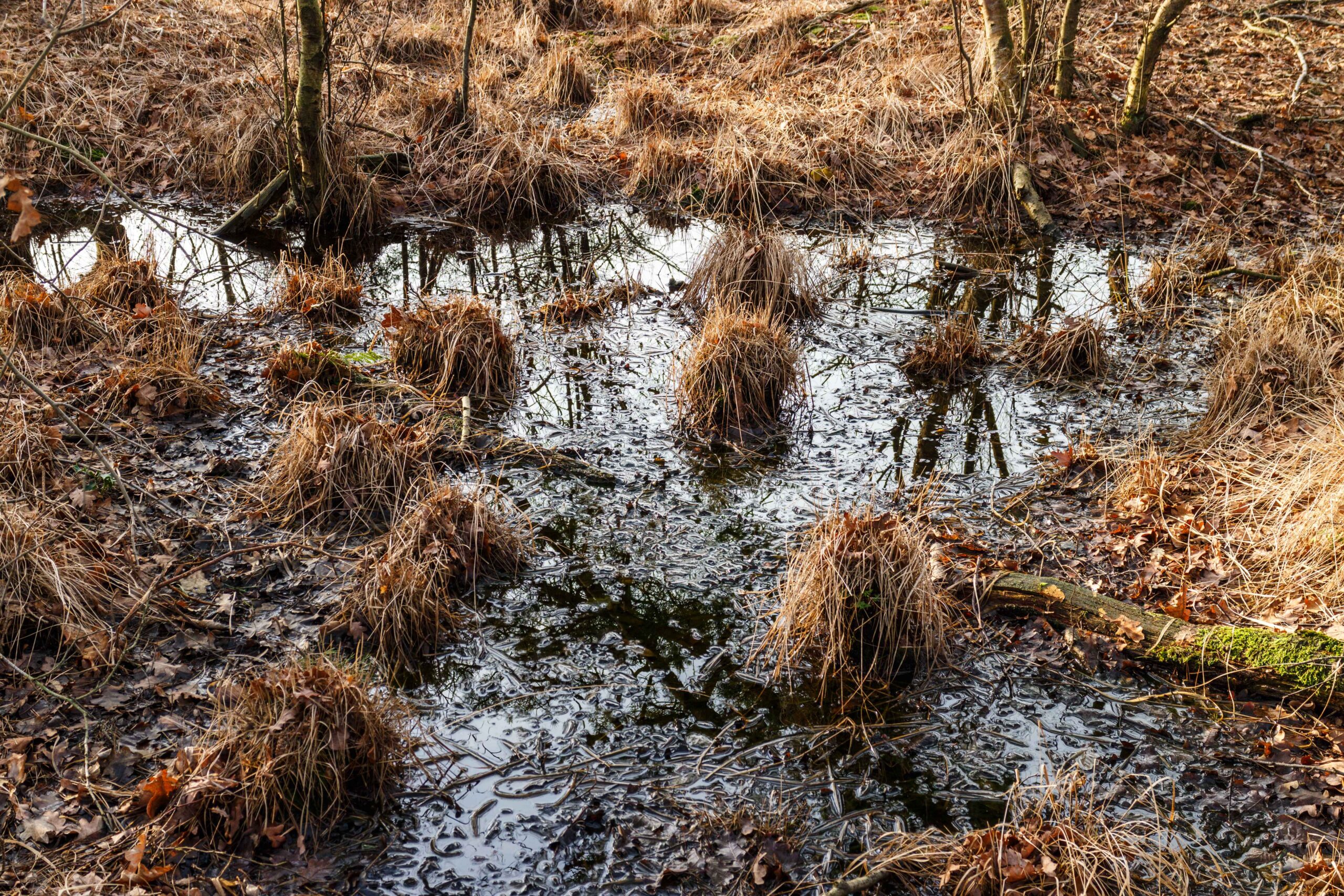 When Preservation Goes Wrong: The Race Against Time (image credits: wikimedia)