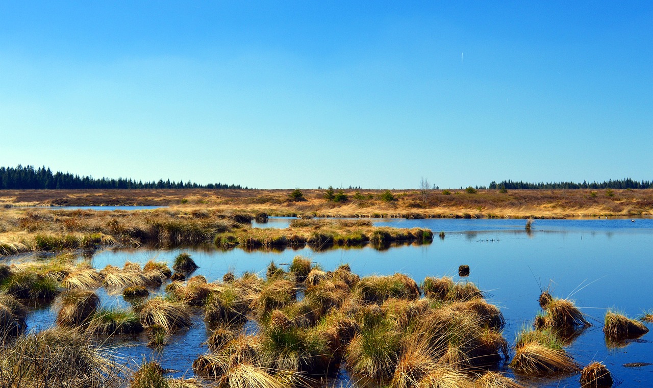 The Future of Bog Archaeology (image credits: pixabay)