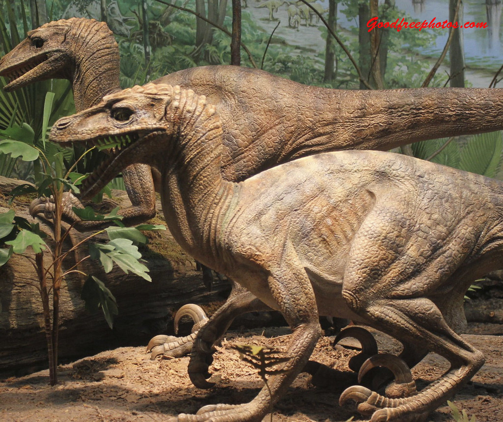 Global Expansion: Raptors Conquer the World (image credits: flickr)