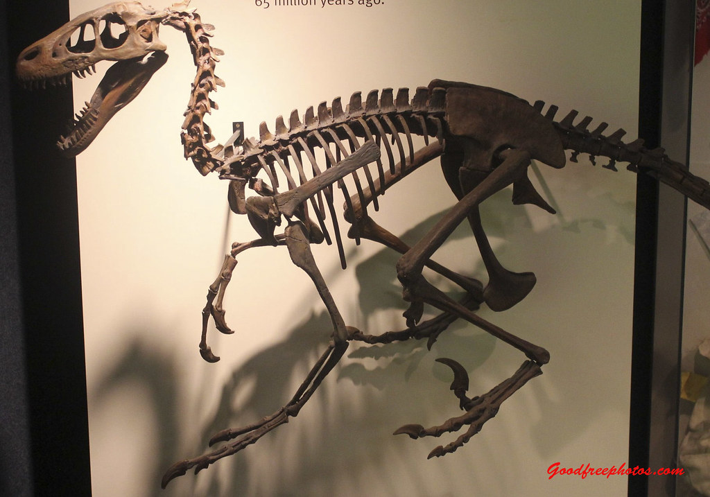 The Intelligence Factor: Smarter Than Your Average Dinosaur (image credits: flickr)