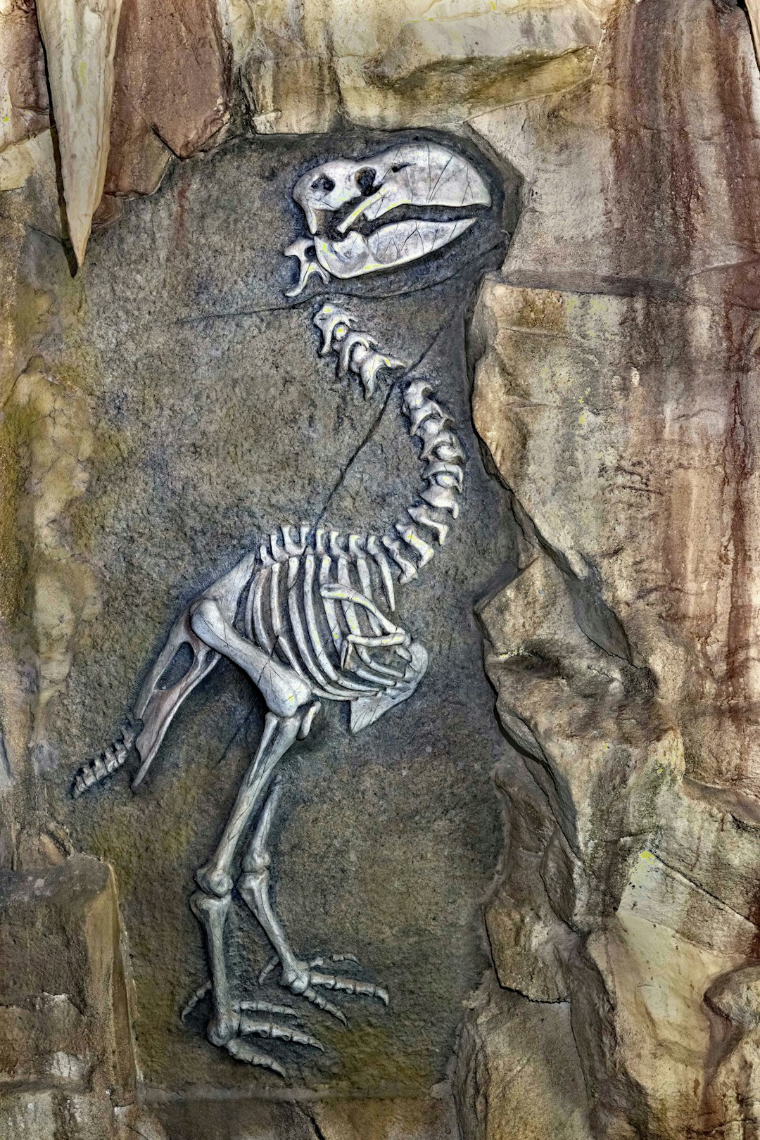 Fossil Evidence: The Stories Bones Tell (image credits: unsplash)