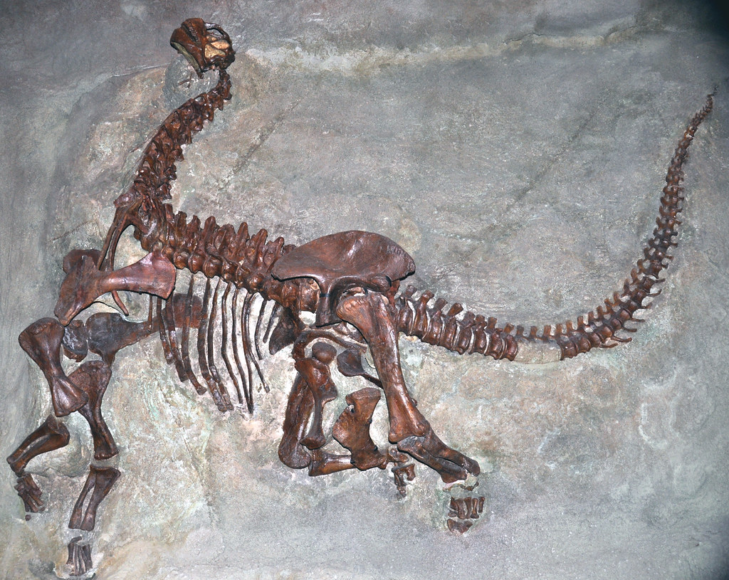 Soft Tissue Adaptations Made Gigantism Possible (image credits: flickr)