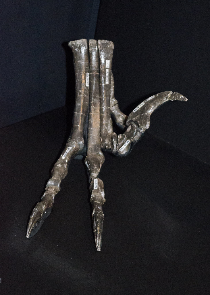 The Famous Sickle Claw: Weapon of Precision (image credits: flickr)