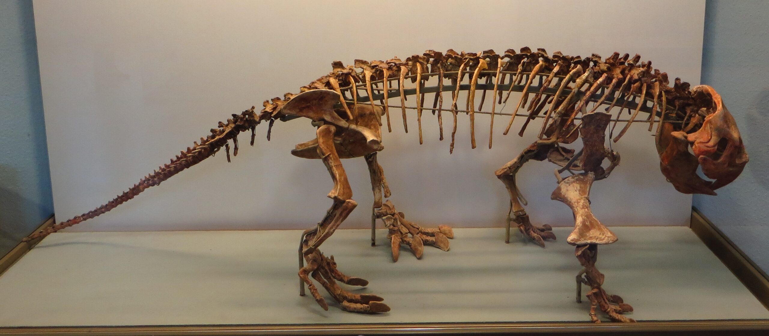The Archosauromorph Underdogs Enter the Scene (image credits: By Ghedoghedo, CC BY-SA 3.0, https://commons.wikimedia.org/w/index.php?curid=28953212)
