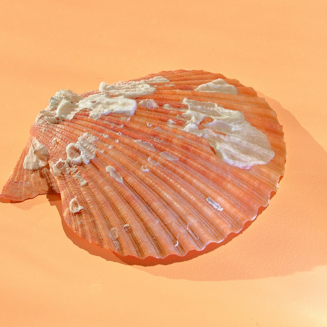 The Ancient Clam That Revealed Time's Secrets (image credits: unsplash)