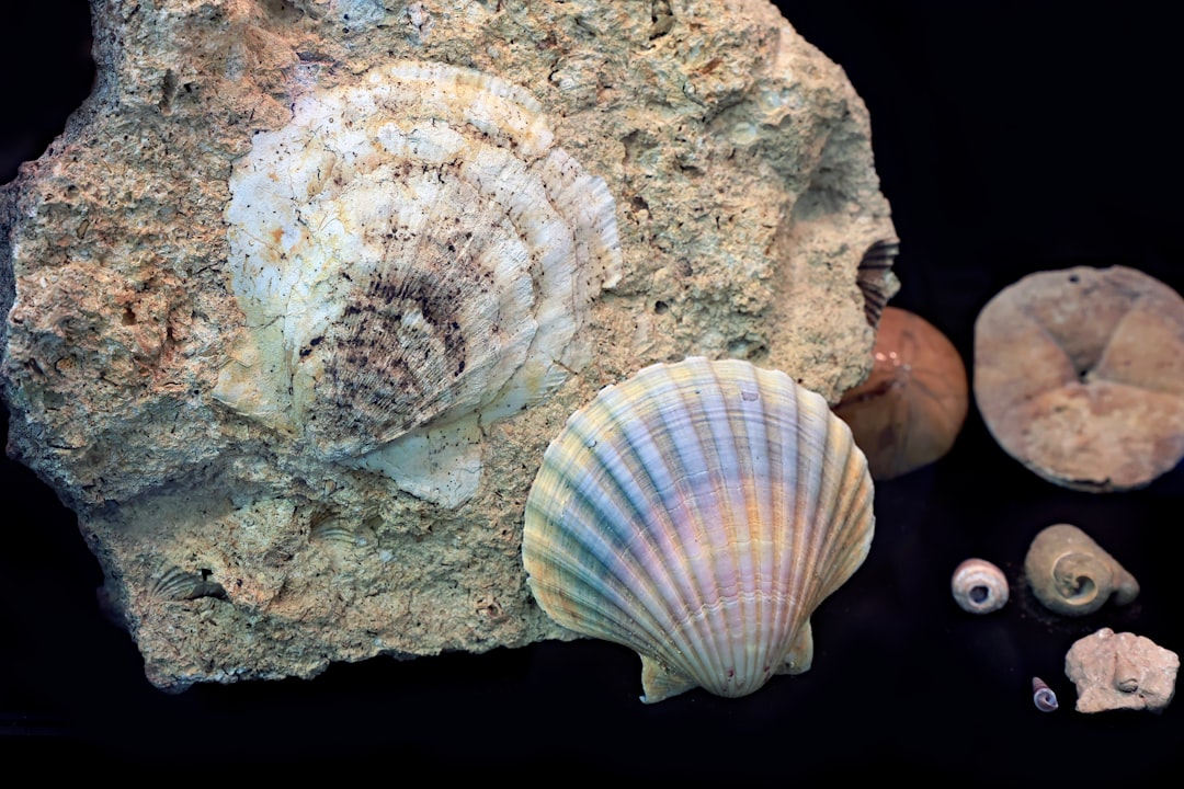 Revolutionary Science from Ancient Shells (image credits: unsplash)