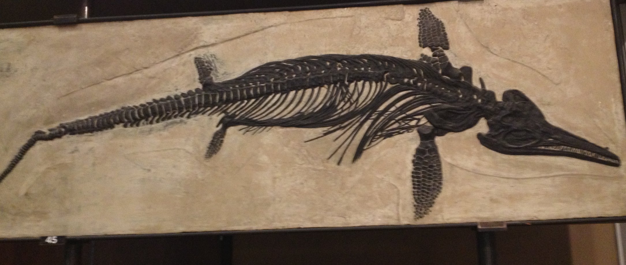 Ichthyosaurs: The Dolphin-Like Reptiles (image credits: wikimedia)