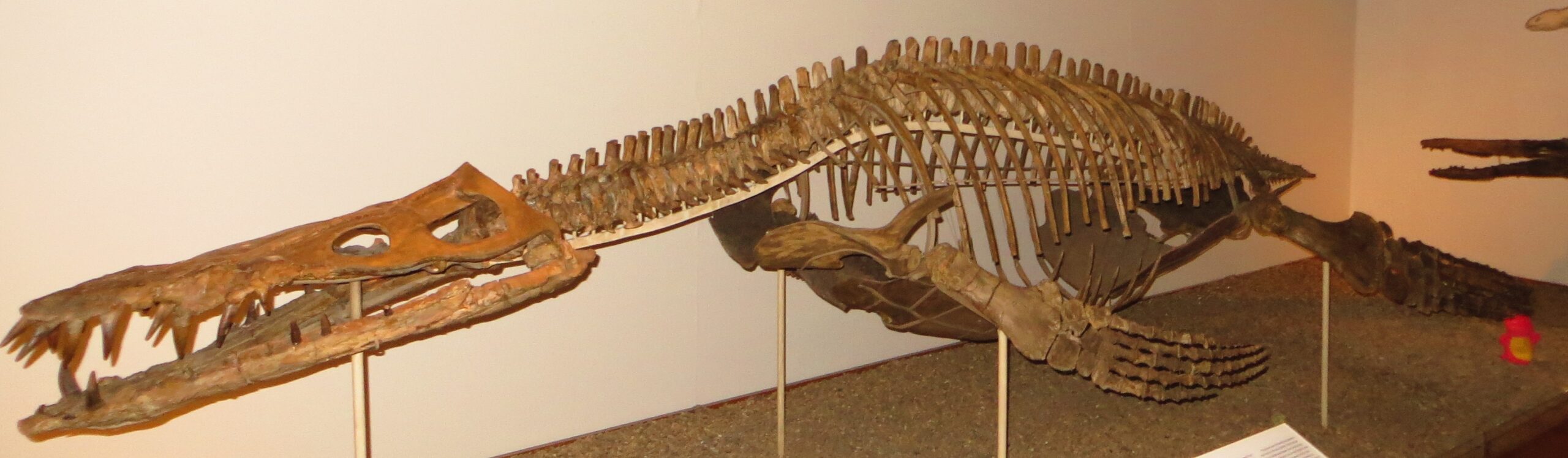 Pliosaurs: The Apex Predators (image credits: By Ghedoghedo, CC BY-SA 3.0, https://commons.wikimedia.org/w/index.php?curid=28947496)