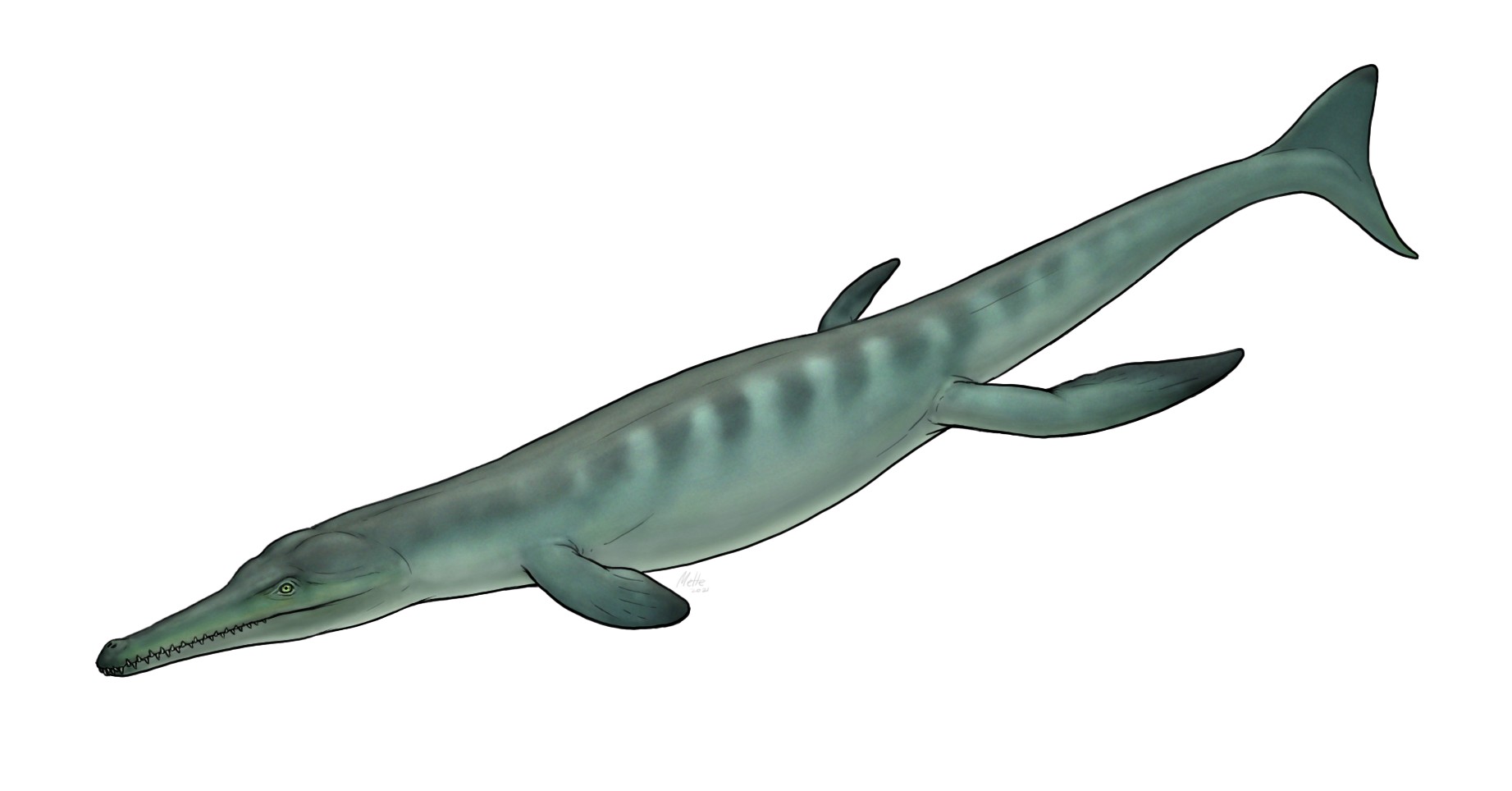 Thalattosuchians: The Ocean-Going Crocodiles (image credits: By Mette Aumala, CC BY-SA 4.0, https://commons.wikimedia.org/w/index.php?curid=112090861)