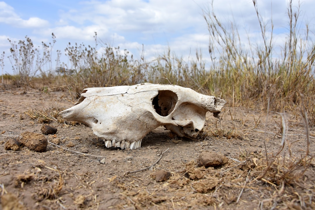 Modern Extinction Rates: History Repeating (image credits: unsplash)
