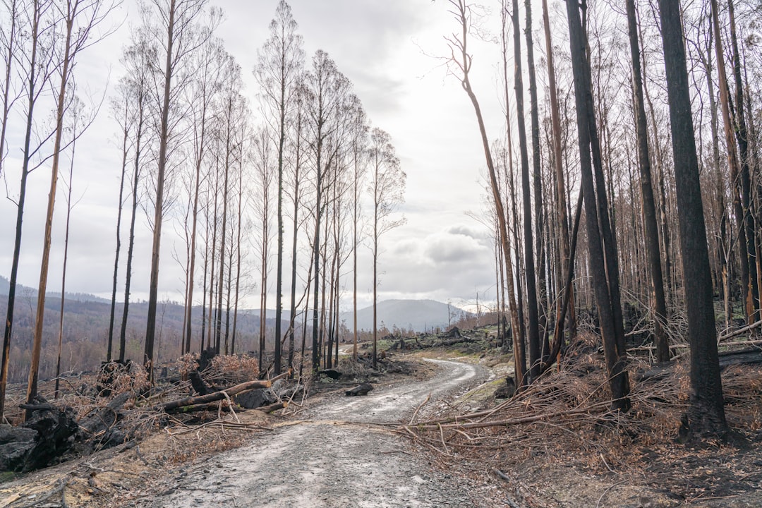 Habitat Loss: The Modern Asteroid Impact (image credits: unsplash)
