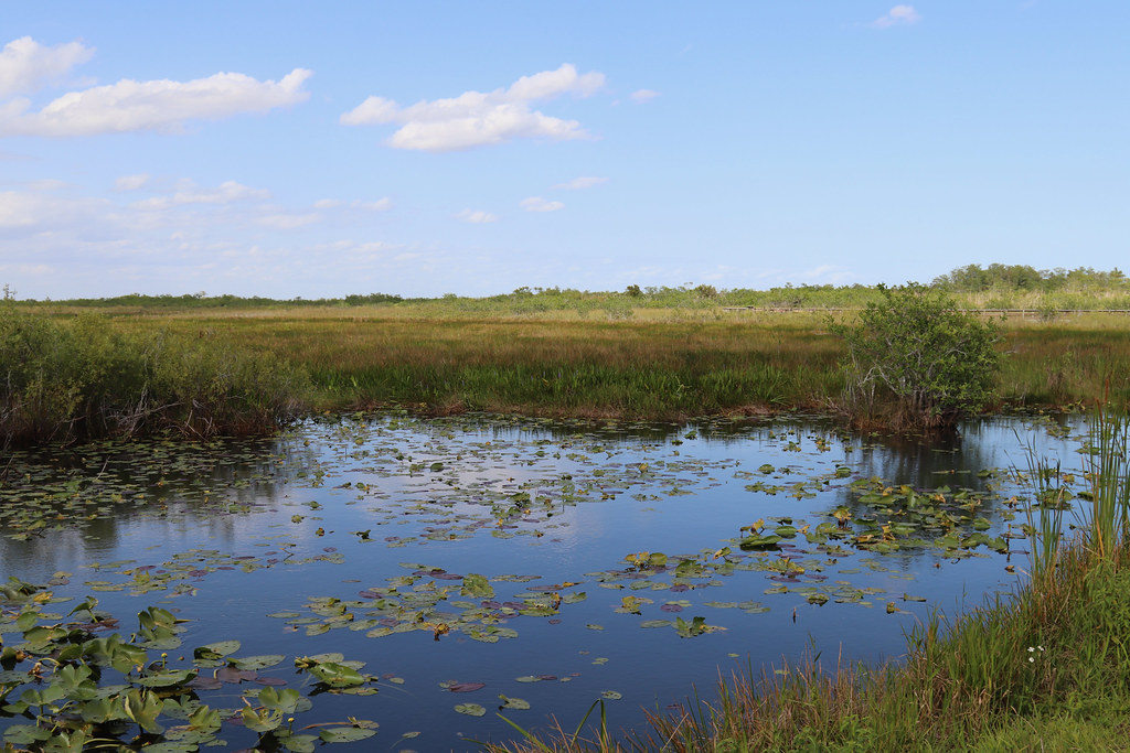 The Everglades: A Case Study in Historical Restoration (image credits: flickr)