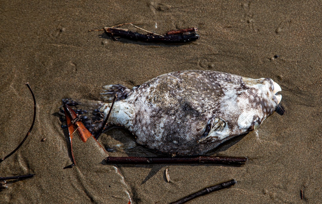 Modern Extinction Rates: A Shocking Reality Check (image credits: unsplash)