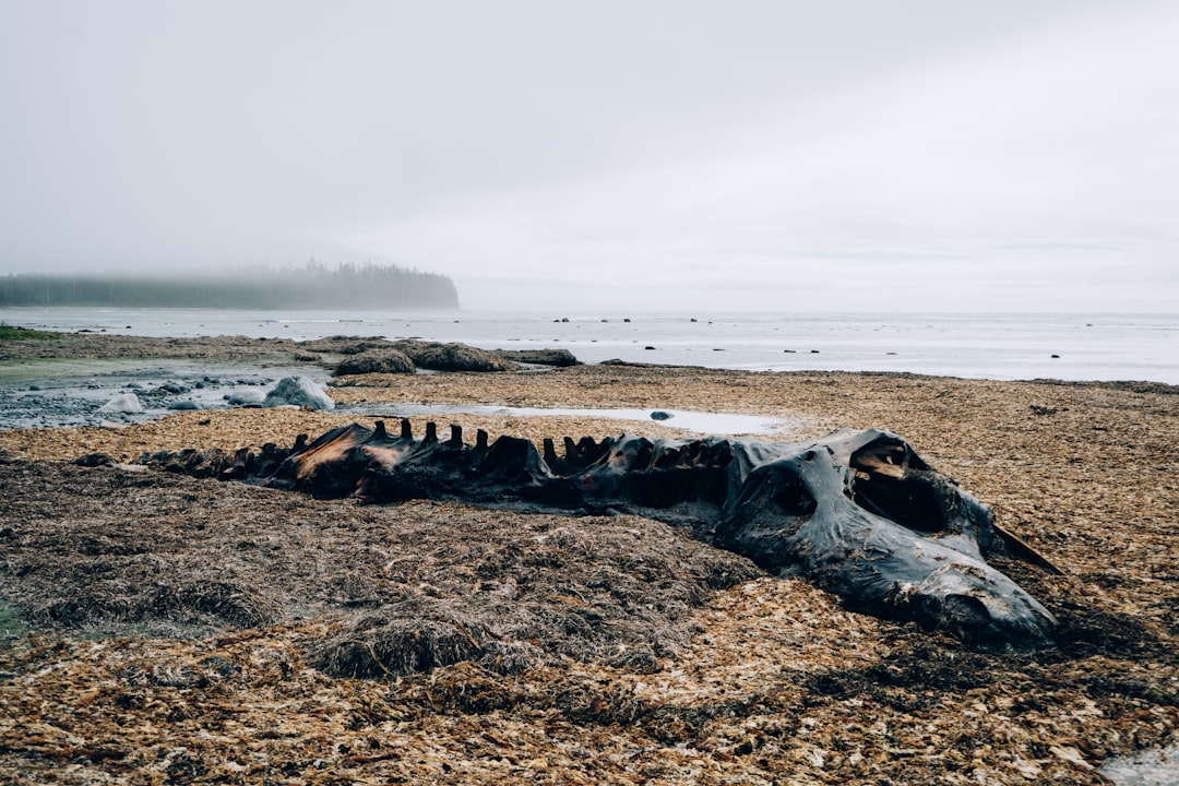 The Great Scientific Debate: Sixth Extinction or Crisis? (image credits: unsplash)