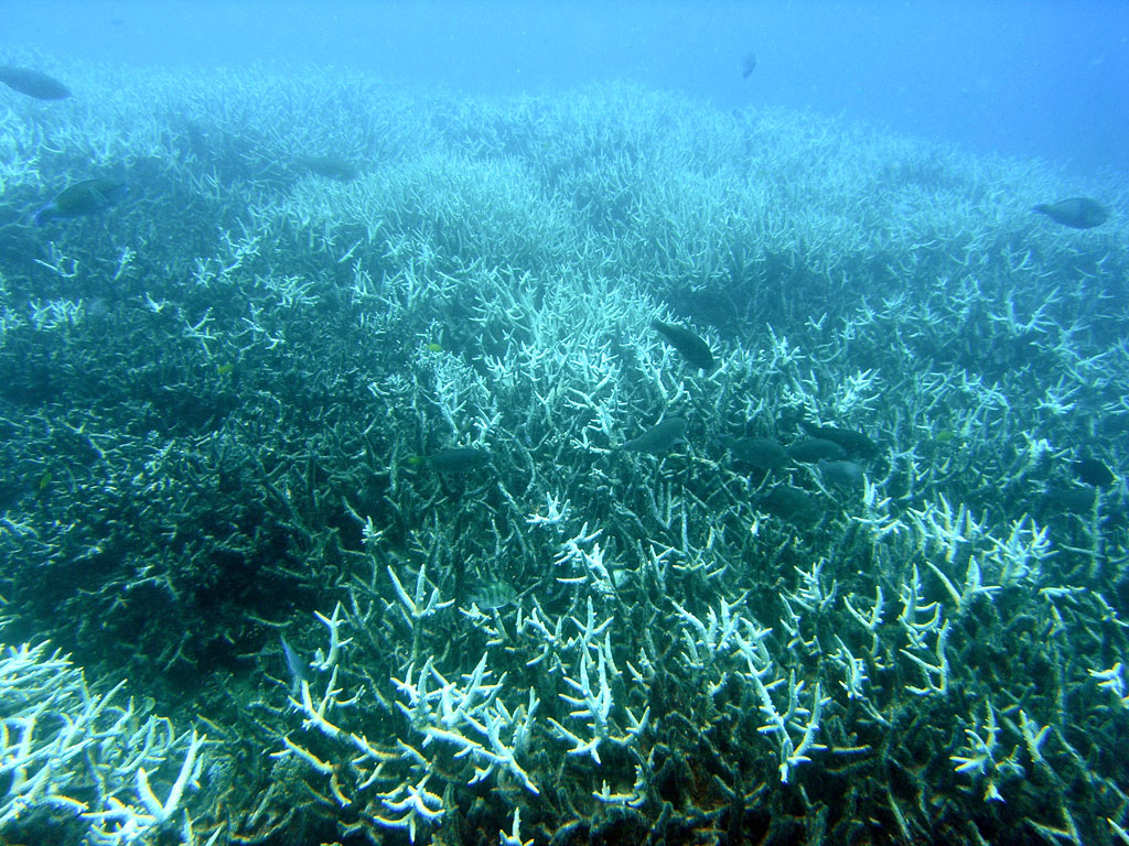 Ocean Ecosystems Under Siege (image credits: wikimedia)