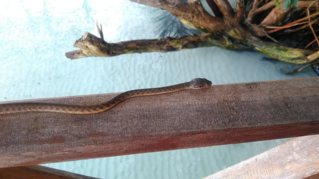 The Island Effect: A Preview of Global Trends (image credits: flickr)