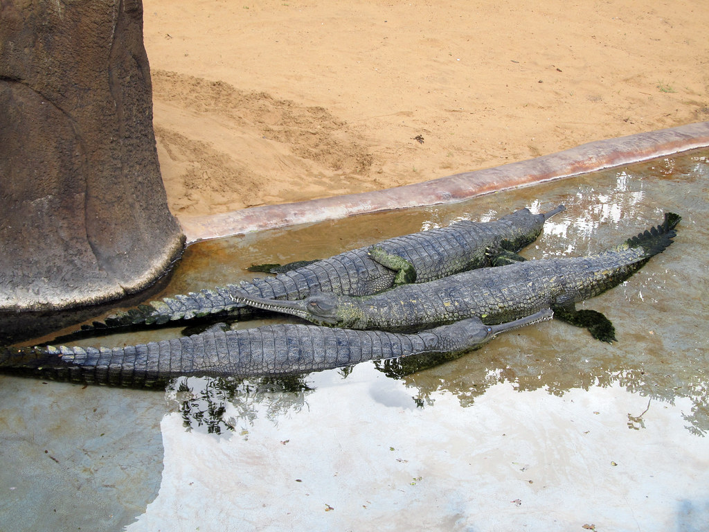 Conservation Success Stories and Hope (image credits: flickr)