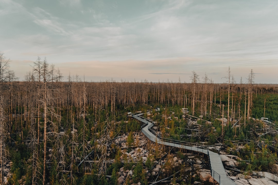 The Ecosystem Collapse (image credits: unsplash)