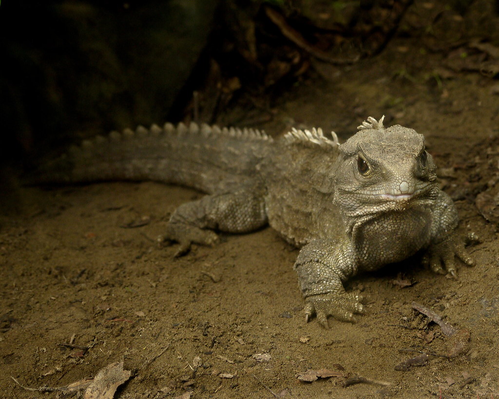 The New World: Survivors and Their Stories (image credits: flickr)